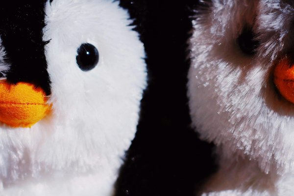 Peluche pingouin géant : la nouvelle attraction de la boutique !